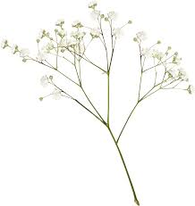 A E L L A Source Yebbi Gongju White Flower Png Plants Aesthetic Wallpapers