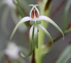 Image result for Habenaria epipactidea