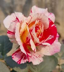 Image result for Eranthemum laxiflorum