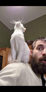 50 Of The Funniest Cat Pictures On The Internet New Pics Bored Panda