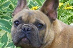 Many french bulldog rescues will not adopt dogs to homes with children under eight years old. French Bulldog Puppies For Sale Texas Vp Ranch