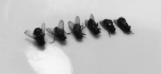 We scoured apartment therapy and the internet for the top four ways (excluding bombing your entire home and yard with chemicals) to get rid of these pesky bugs. The Most Ingenious And Enjoyable Way To Kill A Housefly By Dave Schools Medium