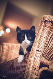 Neighbourhood Watch Katzen Katzenbabys Wilde Katzen