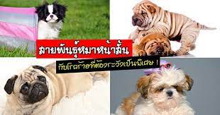 ป กพ นโดย dream ddm 18 ใน แหล งท น าสนใจ สแปเน ยล เฟรนช บ ลด อก ส น ข