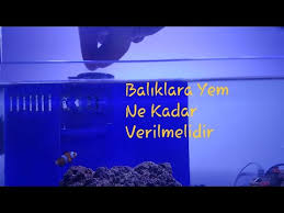 Akvaryum Baliklari Nasil Yemlenir Youtube