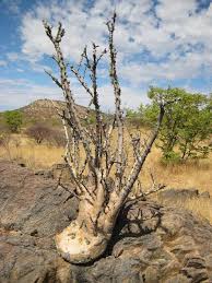 Image result for Commiphora tenuipetiolata