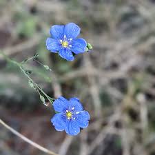 Image result for Linaceae