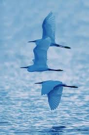 Colorful Birds Flying In The Sky Drawing Pin On Birds