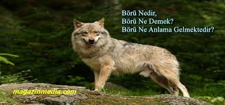 Kefaret son bölüm full izle! Boru Nedir Ne Demek Boru Anlami Acilimi Hakkina Bilgi Volchak Zhivotnye Volchata