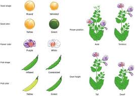 The Law Of Segregation In 2020 Gregor Mendel Genetics Teaching Biology