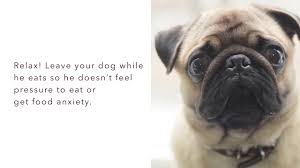 Although they look great and run fast, they are certainly. 6 Dog Breeds Prone To Canine Obesity Darwin S Natural Pet Products Darwin S Pet Food