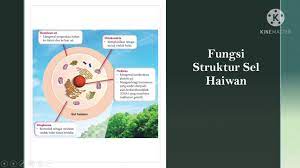 Hubungan antara kepadatan organel dengan fungsi sel. Sains Tingkatan 1 Bab 2 Fungsi Struktur Sel Haiwan Part 2 Youtube