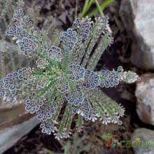 Image result for Bryophyllum tubiflorum