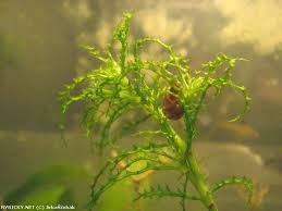 Image result for Najas horrida