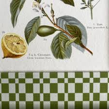 Image result for Citrus × aurantium