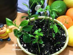 檸檬盆栽種植 種下一棵檸檬樹來年開花結果 鹹檸檬 蜂蜜檸檬水開胃好處多 how to easily grow a dwarf lemon tree indoors recipe dwarf lemon tree lemon tree seaweed salad