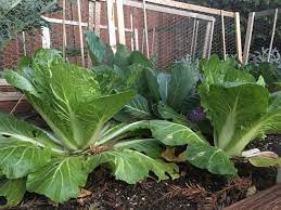 Maybe you would like to learn more about one of these? Cooking With Outer Cabbage Leaves And Bolted Cabbage Where Are The Chickens