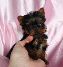Whatever term you like to use to describe puppies, they are truly incredible animals that are much more than just pets. Parti Yorkies Yorkie Puppies Yorkie Puppy Yorkies For Sale Parti Yorkie
