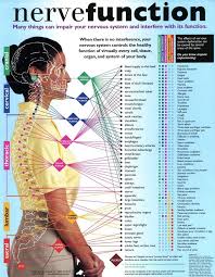 Nerve Function Chart Chiropractic Care Health Chiropractic