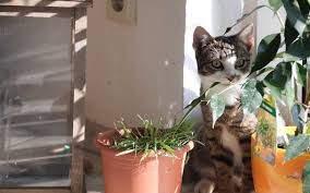 Check spelling or type a new query. Katzen Archive Agentur Wassenhoven