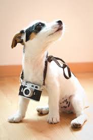 Let S Go For A Photo Shoot This Time I Get To Take The Pictures Jack The Russel Terrier Jack Russell Terrier Puppies Cute Puppies Jack Russell