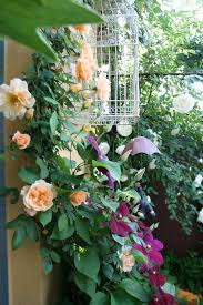 We did not find results for: Rosa Crepuscule E Clematis Westerplatte In Terrazzo Garden Planning Clematis Plants
