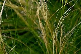 Image result for Polystachya tenuissima