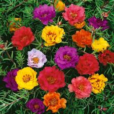 Image result for Portulaca centrali-africana