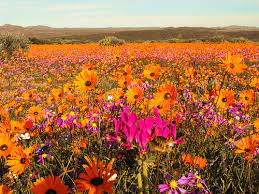 Namaqua-National-Park
