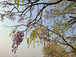 Image result for Bolusanthus speciosus