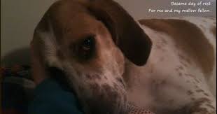 Pin On Pawsit Hop Saturday For Dogs And Dog Lovers