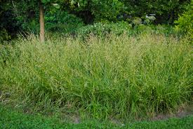 Image result for Carex johnstonii
