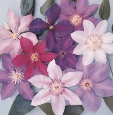 Maybe you would like to learn more about one of these? Are You Supposed To Deadhead Clematis