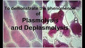 A cell placed in such a solution gains water from the surroundings by osmosis • a solution which has the same solute concentration as the cell sap is said to be isotonic Plasmolysis Experiment Youtube