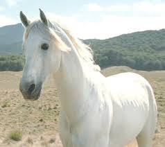 The most famous of red rum's victories was in the 1977 grand national, where he became the only horse in history to win back the grand national title. Shadowfax The One Wiki To Rule Them All Fandom
