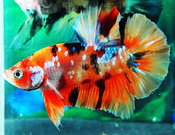 Betta Fish Betta Fish For Sales Bettafish Live Betta Fish Halfmoon Plakat Premium Grade Aaa Koi Galaxy Nemo Pk Male 10 00 Betta Betta Aquarium Betta Fish