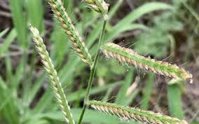 Image result for Urochloa brachyura