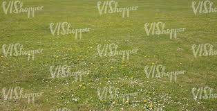 It is important to understand how grass grows and what happens if it is cut too. Low Cut Grass With Daisies And Dandelions Vishopper