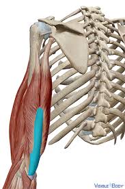 The anterior and middle scalenes originate from the transverse processes of certain cervical vertebrae and attach to the first rib. Glossary Of The Muscular System Learn Muscular Anatomy