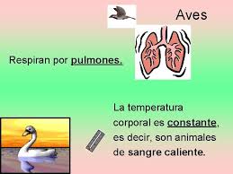 Es un animal muy parecido a la salamandra y es una especie endémica de la de la región del valle de. Los Animales Los Animales Se Engloban Dentro Del