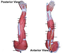 Posted on january 20, 2015 by admin. Quotes About Arm Muscles 22 Quotes