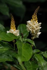 Image result for Thomandersia