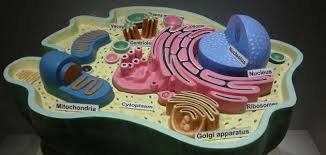 We did not find results for: What Are The Components Of The Animal Cell