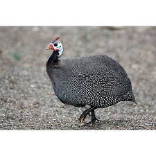It operates retail farm & ranch stores and focuses on supplying the lifestyle needs of recreational farmers and ranchers, as well as tradesmen and small businesses. Hoover S Hatchery French Pearl Guineas 10 Count Baby Guinea Keets At Tractor Supply Co