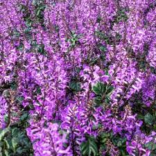 Image result for Coleus thyrsoideus