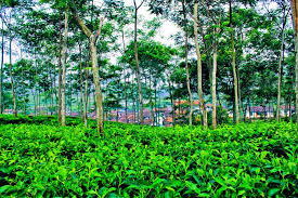 Image result for perkebunan teh gedeh cianjur