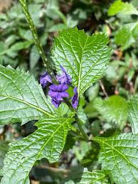 Image result for Stachytarpheta cayennensis