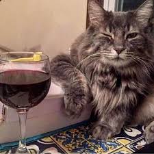 Hakan Aras Adli Kullanicinin Kedi Kopek Panosundaki Pin Komik Hayvan Fotograflari Kedi Esprileri Cok Sirin Hayvanlar