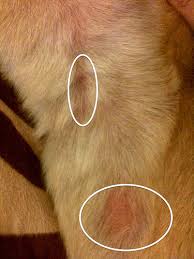 Cortisone Creams For Dogs Siberian Husky Siberianhusky Com