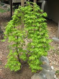 Maybe you would like to learn more about one of these? My Former Japanese Maple S The Shrub Queen